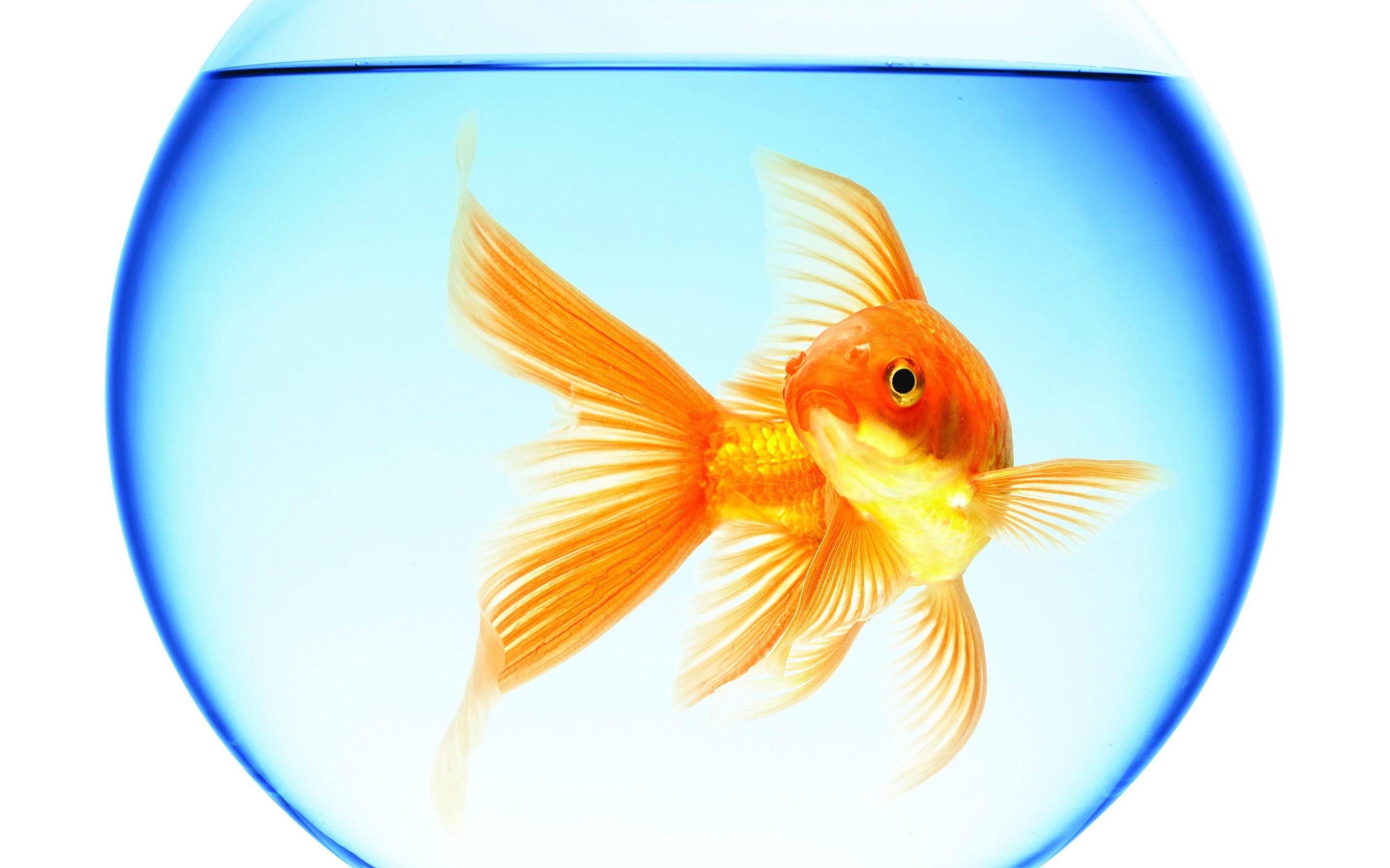 goldfish_swimming_aquarium_round_water_reflection_white_background_free_download-1 (1)